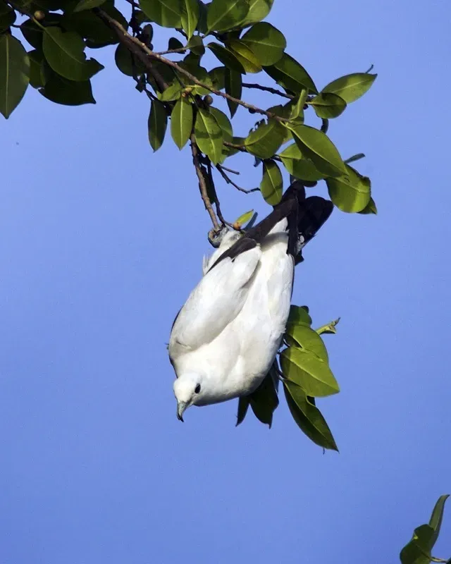 File:Pied Imperial Pigeon, Ducula bicolor bicolor - Flickr - Lip Kee (2).jpg