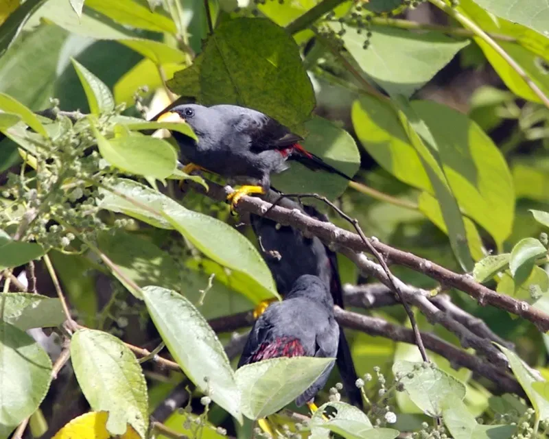 File:Finch-billed Myna, Scissirostrum dubium - Flickr - Lip Kee (1).jpg