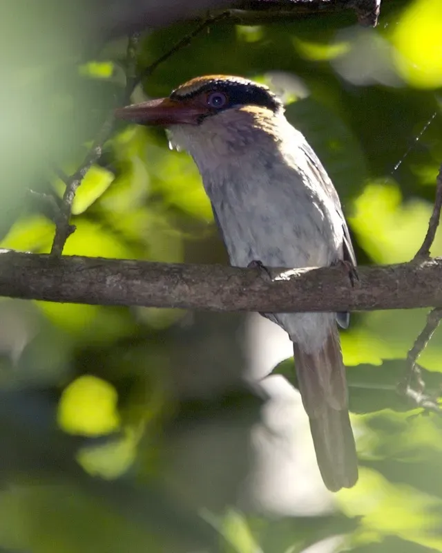 File:Lilac-cheeked Kingfisher (Cittura cyanotis) - Flickr - Lip Kee.jpg