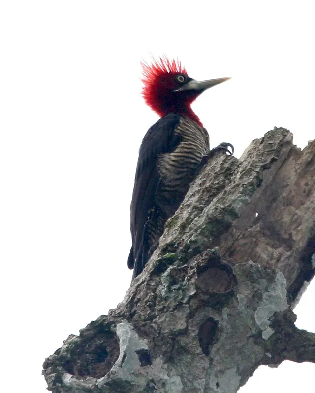File:Robust Woodpecker (Campephilus robustus) - Flickr - Lip Kee.jpg