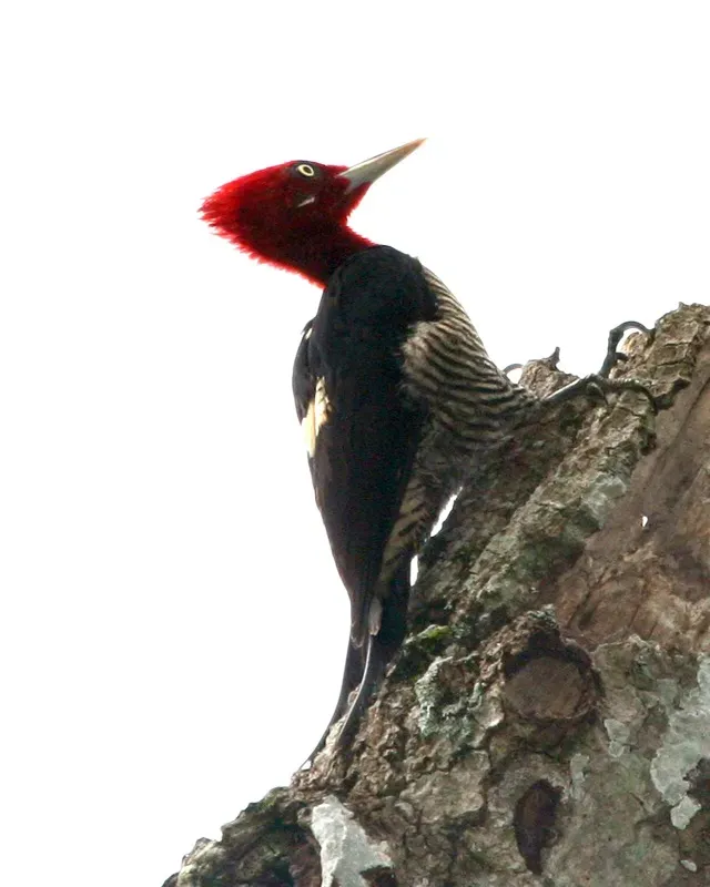 File:Robust Woodpecker (Campephilus robustus) - Flickr - Lip Kee (1).jpg