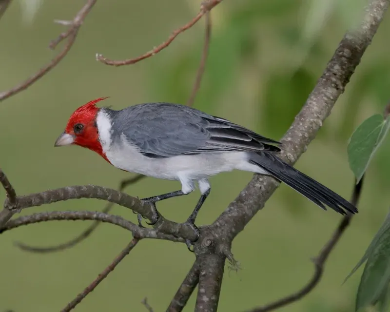 File:Red-crested Cardinal (Paroaria coronata) - Flickr - Lip Kee (2).jpg