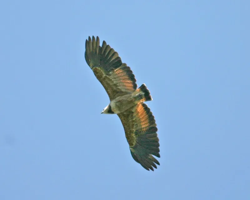 File:Black-collared Hawk (Busarellus nigricollis) - Flickr - Lip Kee.jpg