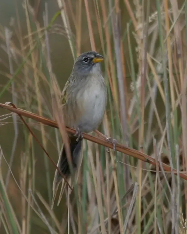 File:Grey-cheeked Grass-Finch (Emberizoides ypiranganus) - Flickr - Lip Kee.jpg