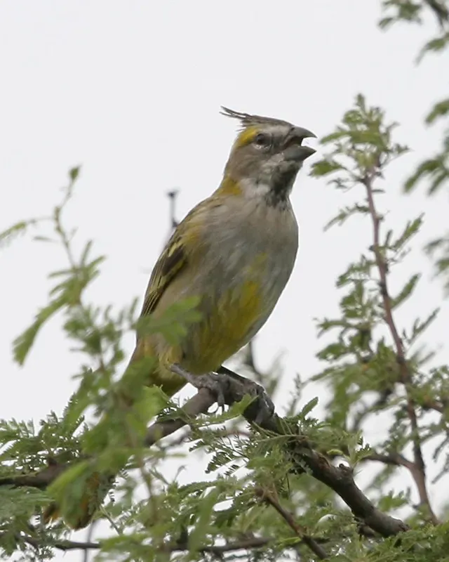 File:Yellow Cardinal (Gubernatrix cristata) - Flickr - Lip Kee.jpg