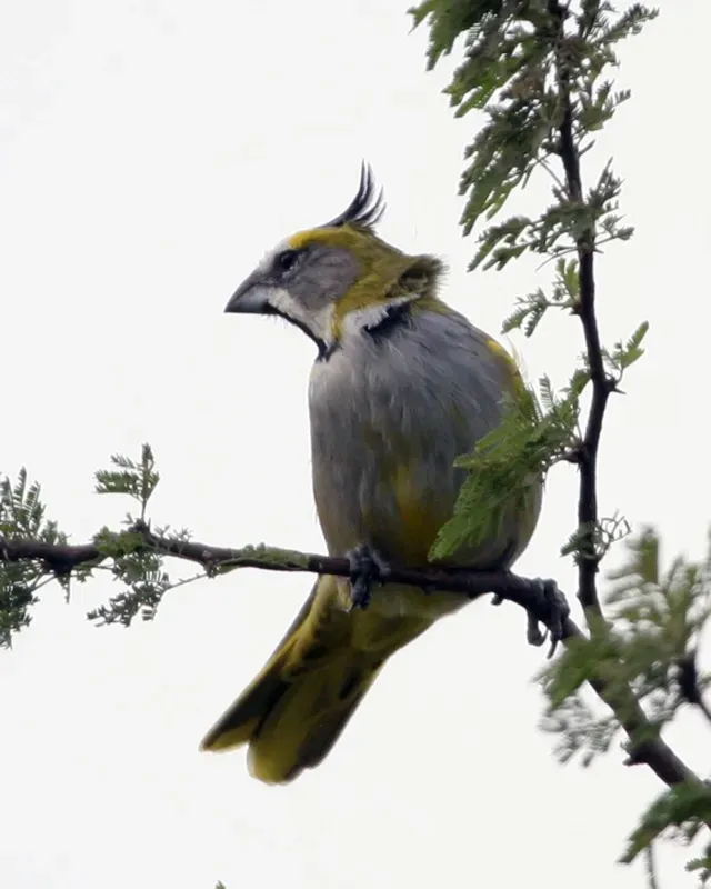 File:Yellow Cardinal (Gubernatrix cristata) - Flickr - Lip Kee (1).jpg