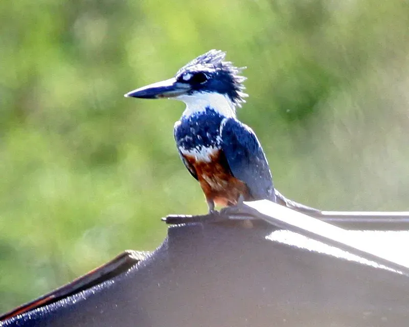 File:Ringed Kingfisher (Megaceryle torquata) - Flickr - Lip Kee.jpg