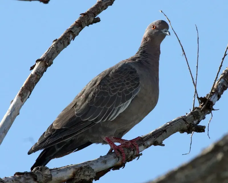File:Picazuro Pigeon (Patagioenas picazuro) - Flickr - Lip Kee.jpg
