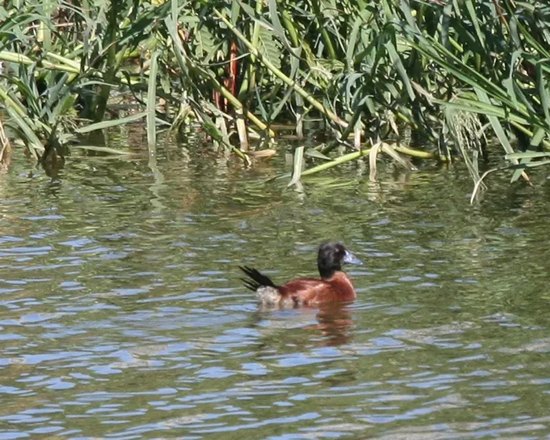 File:Masked Duck (Nomonyx dominicus) - Flickr - Lip Kee.jpg