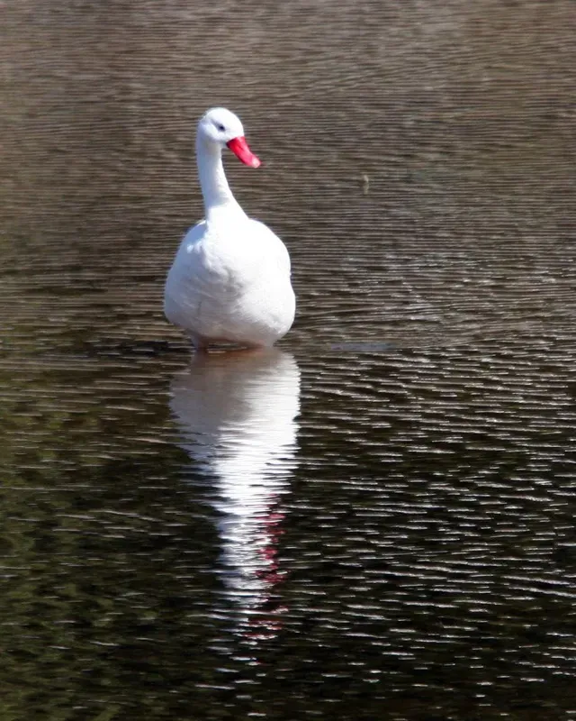 File:Coscoroba Swan (Coscoroba coscoroba) - Flickr - Lip Kee.jpg