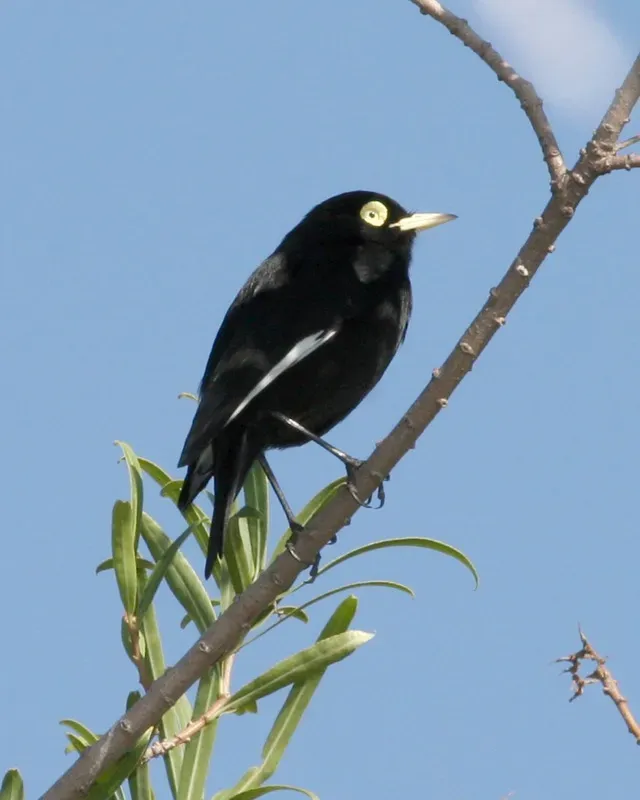 File:Spectacled Tyrant (Hymenops perspicillatus) - Flickr - Lip Kee.jpg