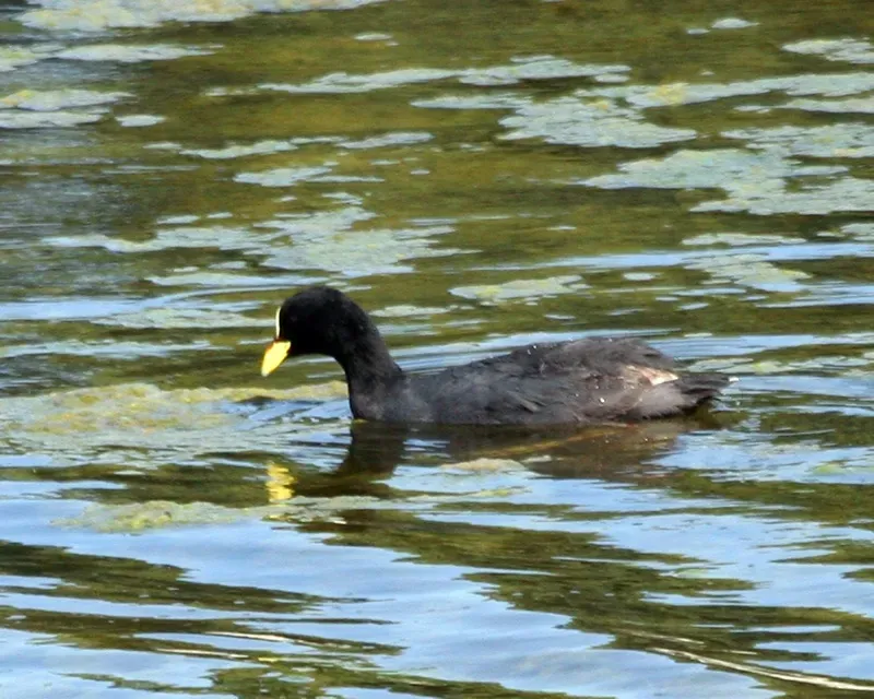 File:Red-gartered Coot (Fulica armillata) - Flickr - Lip Kee.jpg