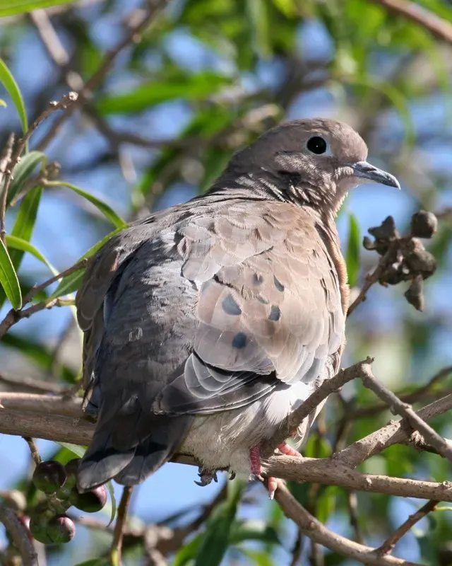 File:Eared Dove (Zenaida auriculata) - Flickr - Lip Kee.jpg