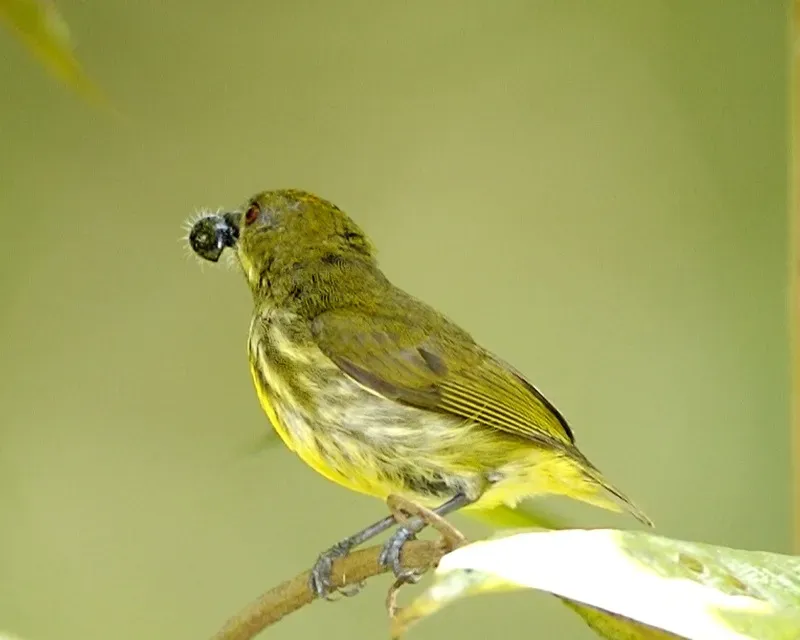 File:Yellow-breasted Flowerpecker (Prionochilus maculatus) - Flickr - Lip Kee (2).jpg