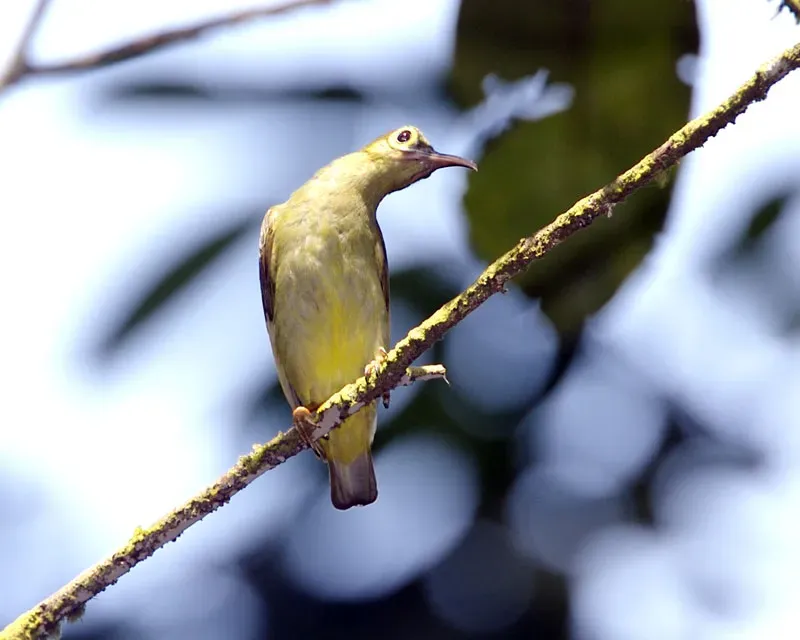 File:Spectacled spiderhunter (Arachnothera flavigaster ) - Flickr - Lip Kee.jpg