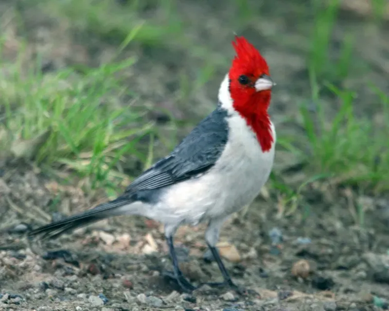 File:Red crested cardinal (Paroaria coronata) - Flickr - Lip Kee.jpg