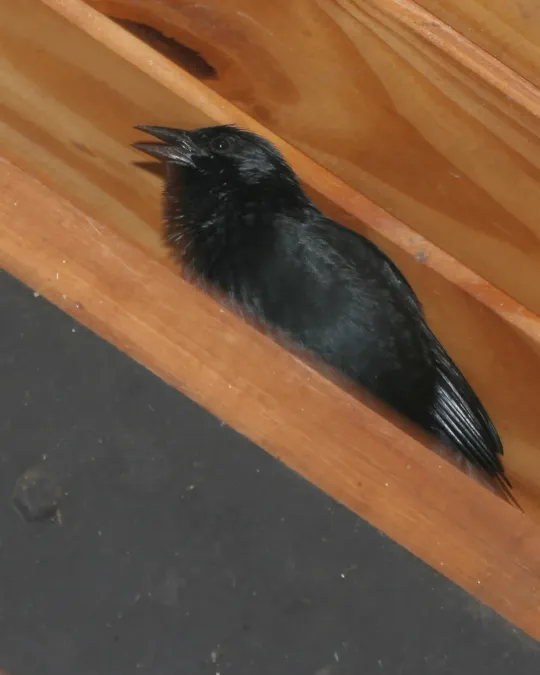 File:Chopi Blackbird (Gnorimopsar chopi) - Flickr - Lip Kee.jpg
