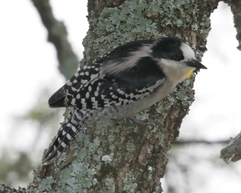 File:White fronted woodpecker (Melanerpes cactorum) - Flickr - Lip Kee.jpg