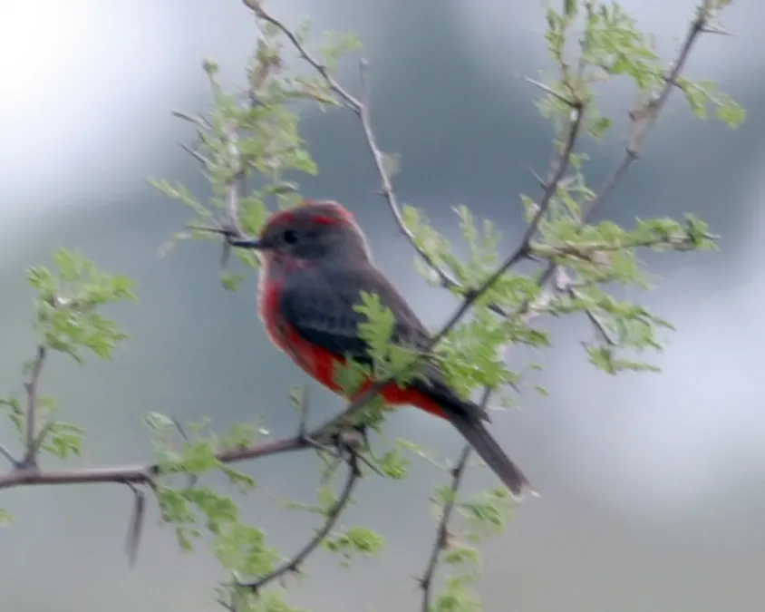 File:Scarlet Flycatcher (Pyrocephalus rubinus), Ibera, Argentina 1.jpg