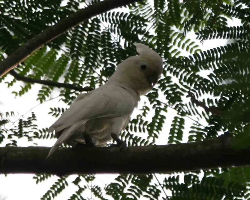 File:Tanimbar Cockatoo (Cacatua goffiniana) - Flickr - Lip Kee.jpg