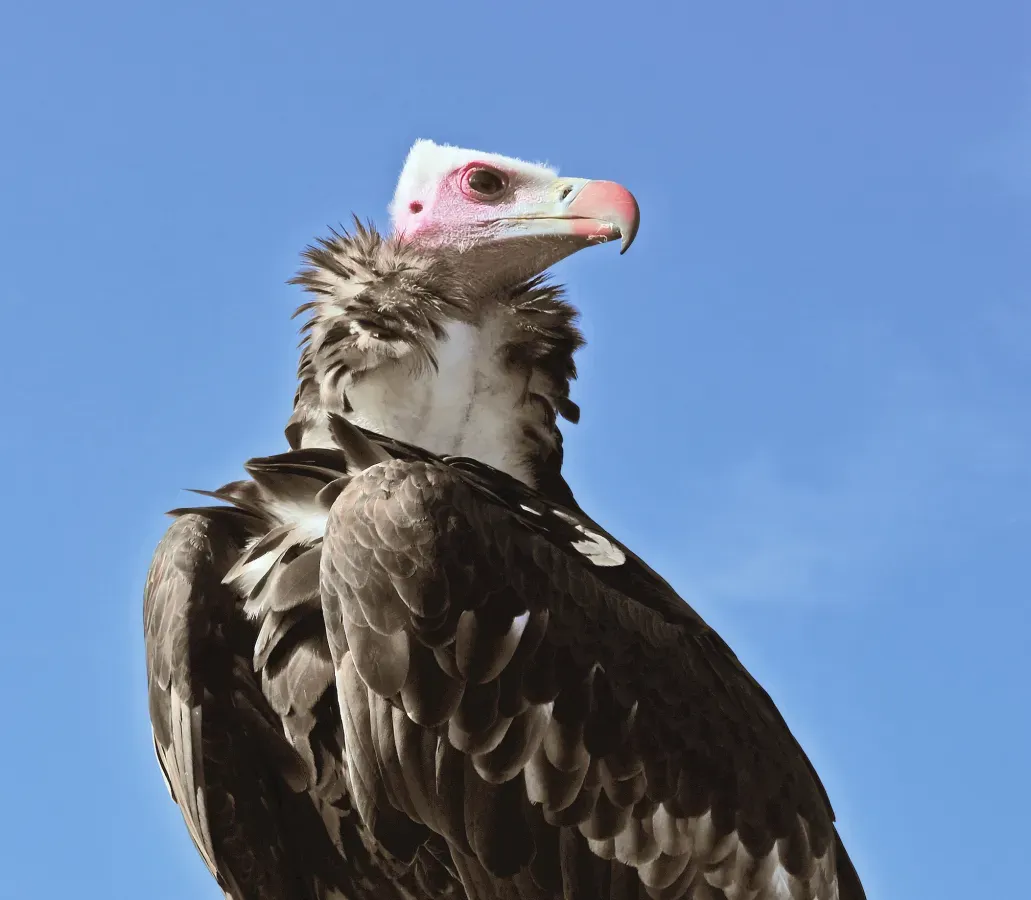 File:Trigonoceps occipitalis (Burchell, 1824).jpg