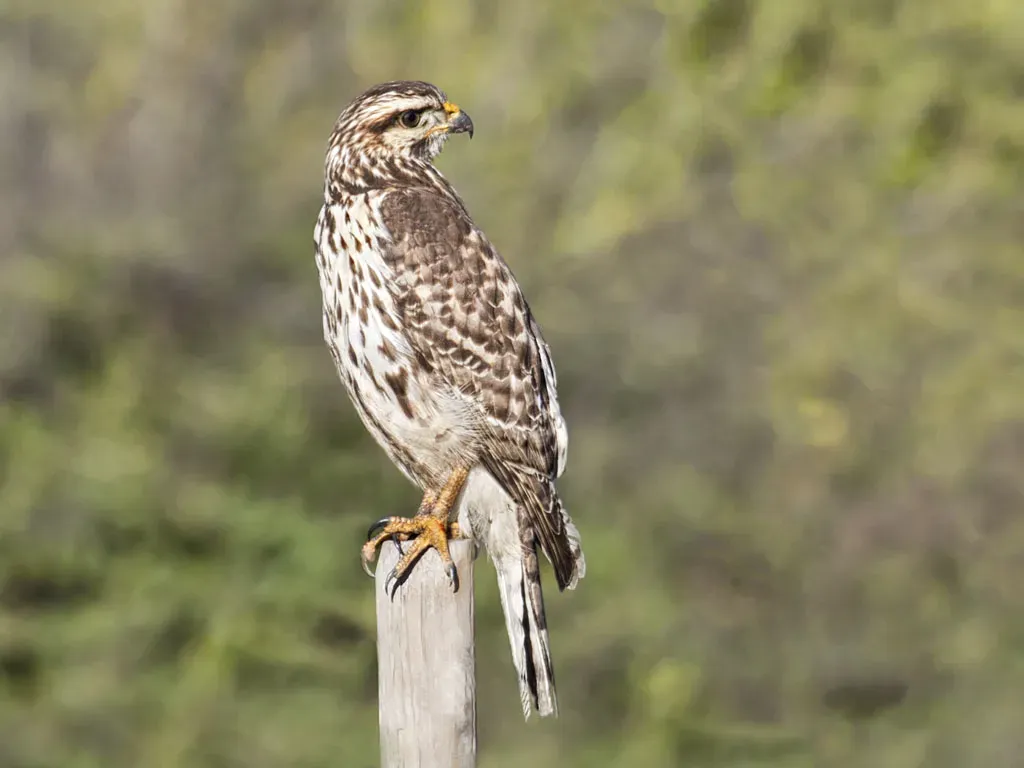 File:Buteo plagiatus Carpinteria California 3.jpg