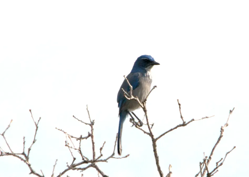 File:Aphelocoma woodhouseii Colorado Springs 1.jpg