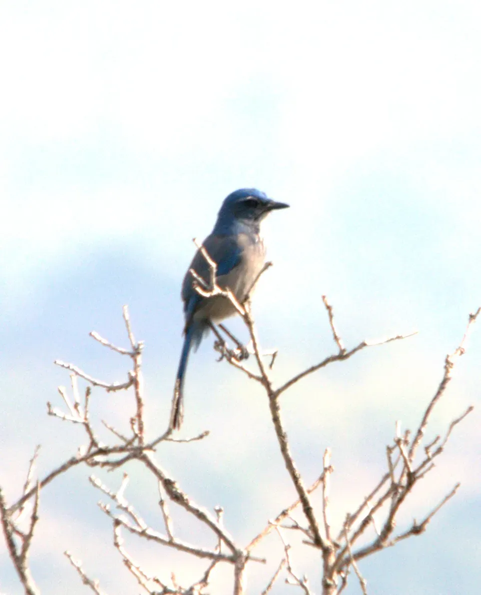 File:Aphelocoma woodhouseii Colorado Springs 2.jpg