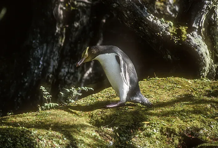File:Yellow-eyed Penguin (Megadyptes antipodes) on Enderby Island, Auckland Islands, New Zealand.jpg