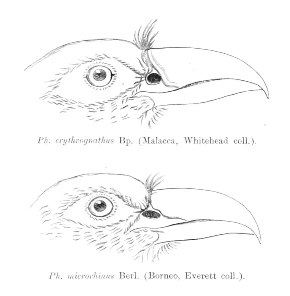 File:Phaenicophaeus curvirostris singularis & Phaenicophaeus curvirostris microrhinus heads 1895.jpg