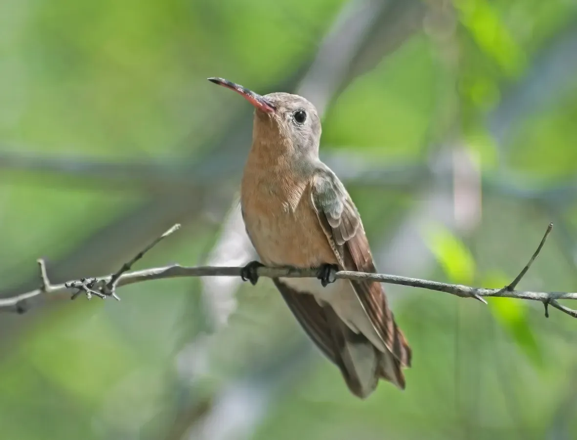 File:Leucippus fallax in Isla Margarita.jpg