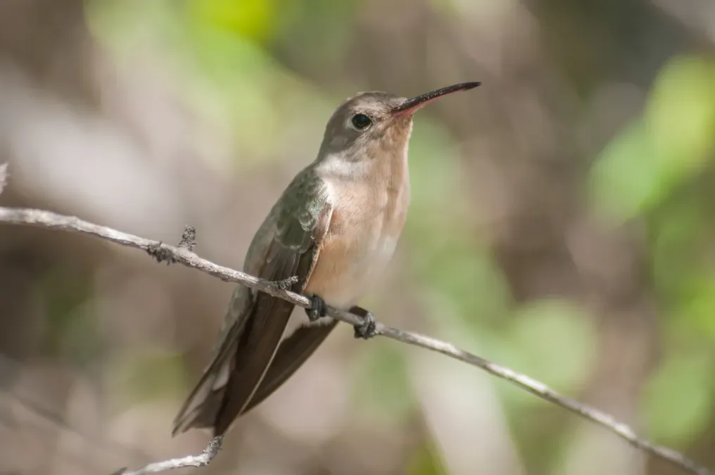 File:Leucippus fallax in Isla Margarita 2.jpg