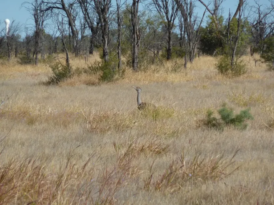 File:Ardeotis australis - Christopher Watson.jpg
