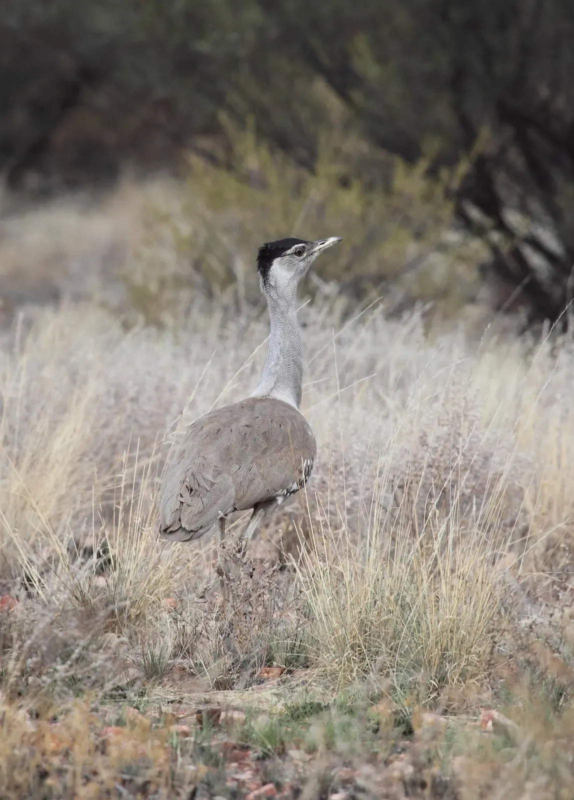 File:Ardeotis australis os - Christopher Watson.jpg