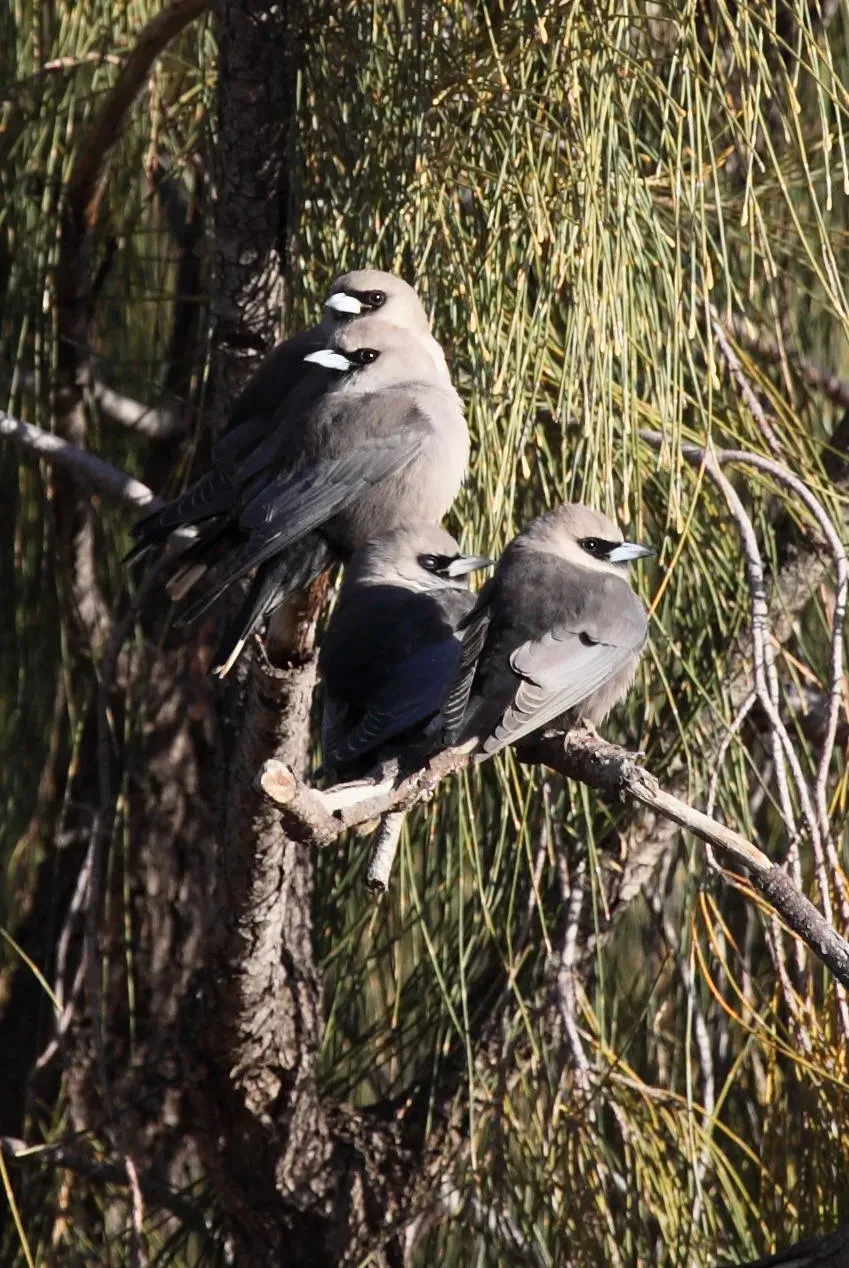 File:Artamus cinereus huddle2 - Christopher Watson.jpg