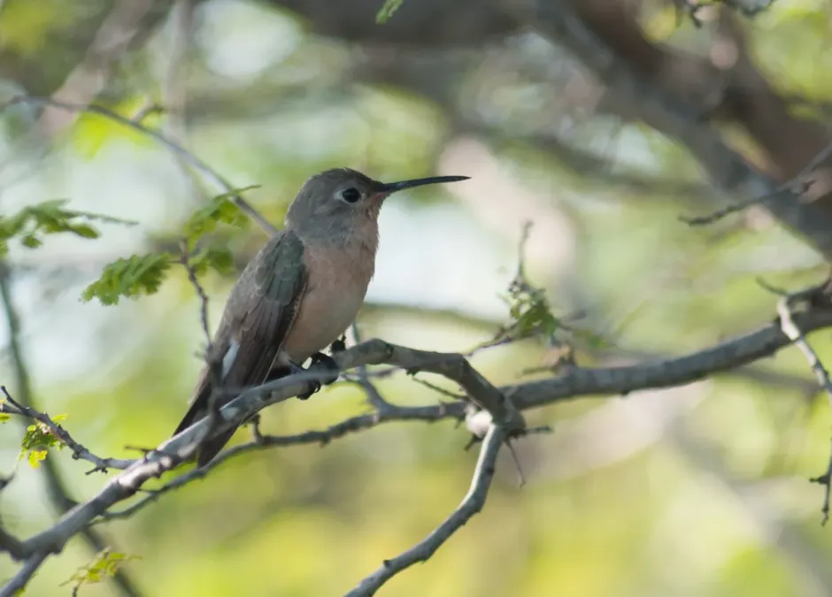 File:Leucippus fallax in Isla Margarita, Venezuela.jpg
