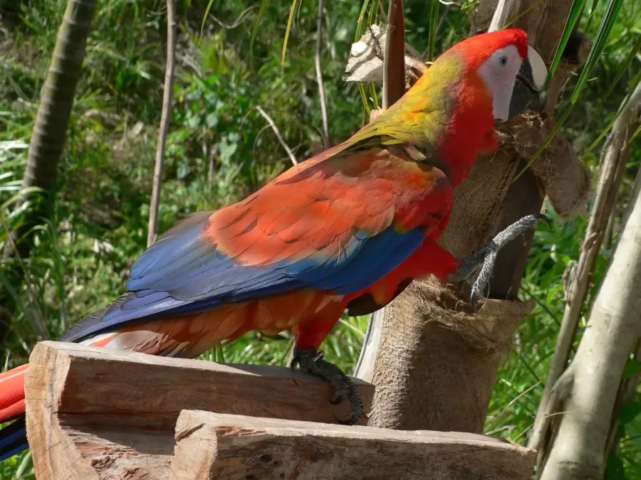 File:Ara tricolor recreation.jpg