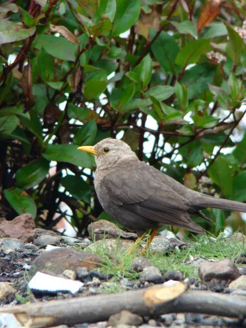 File:Island thrush (Turdus poliocephalus).jpg