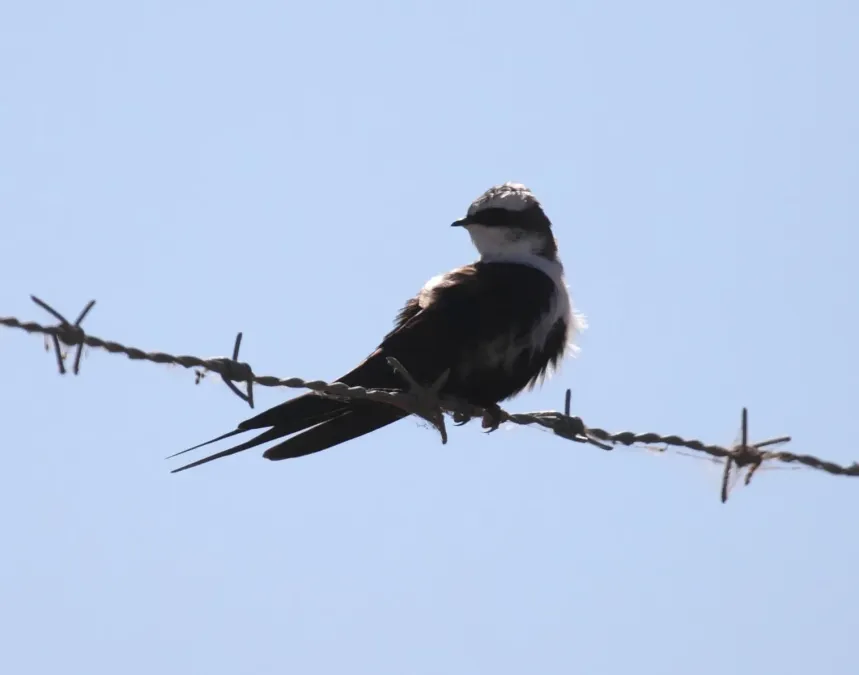 File:Cheramoeca leucosterna ASWSP - Christopher Watson.jpg