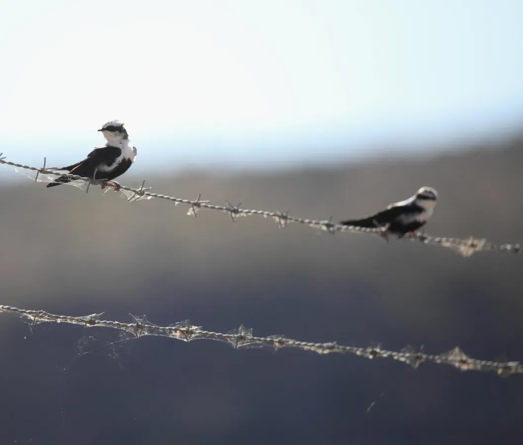 File:Cheramoeca leucosterna ASWSP pair - Christopher Watson.jpg