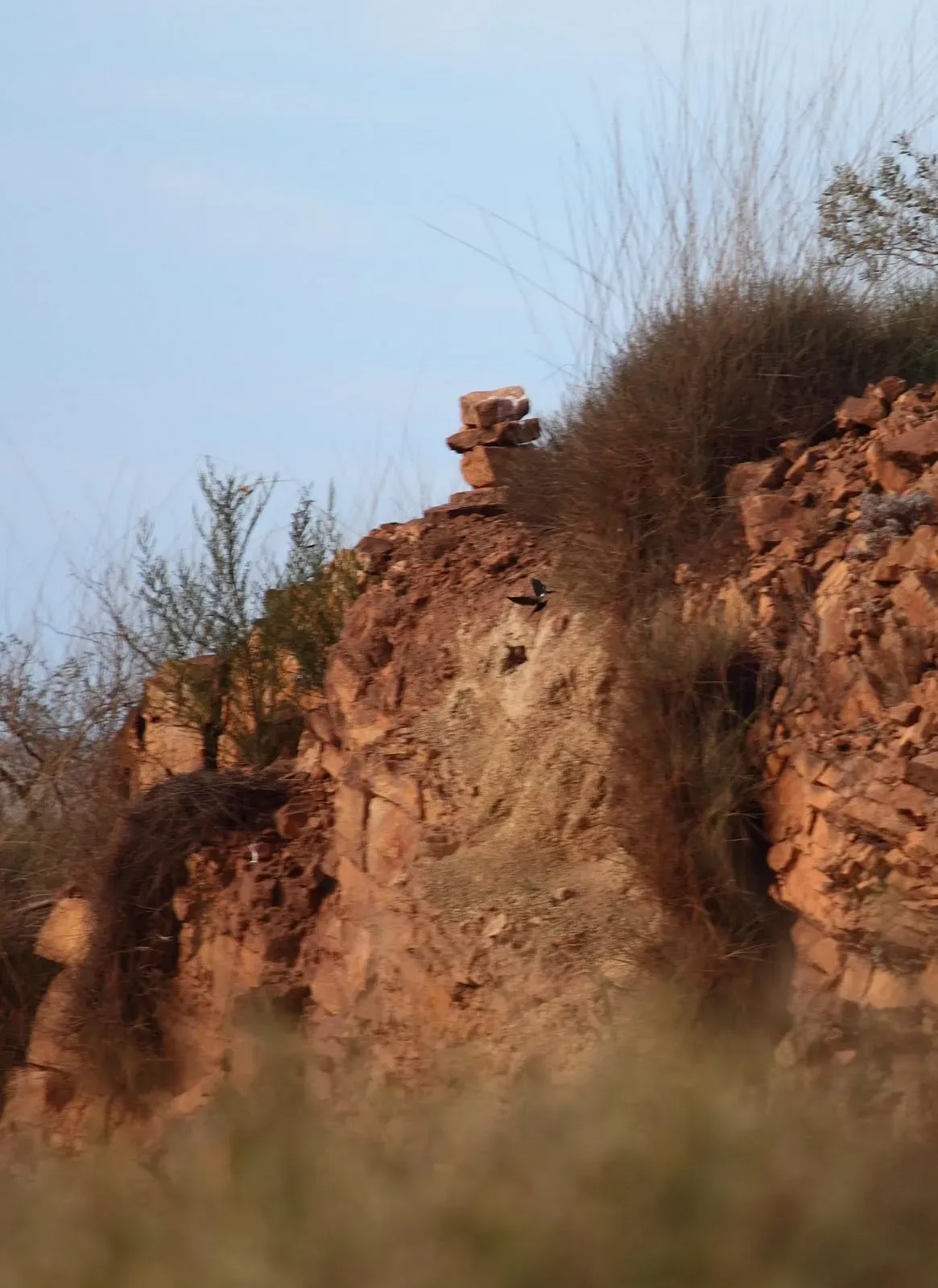File:Cheramoeca leucosterna burrow - Christopher Watson.jpg