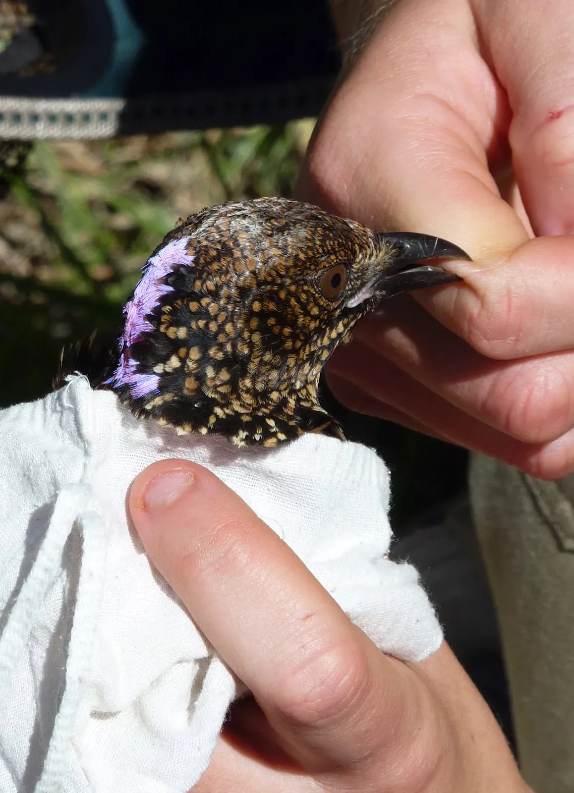File:Chlamydera guttata 01 - Christopher Watson.jpg