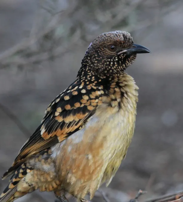 File:Chlamydera guttata 12 - Christopher Watson.jpg
