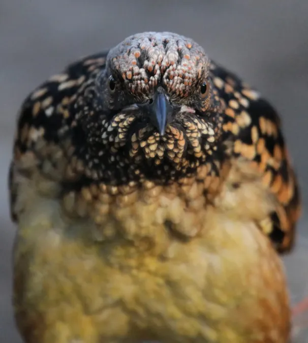 File:Chlamydera guttata 17 - Christopher Watson.jpg