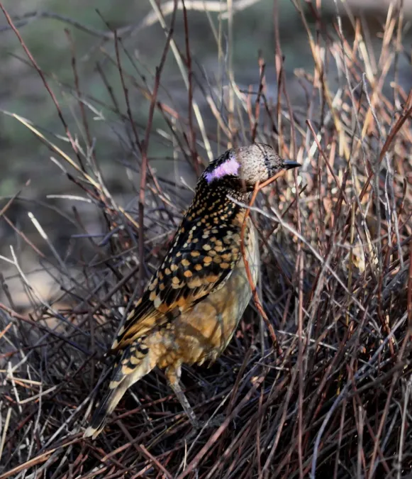 File:Chlamydera guttata 20 - Christopher Watson.jpg