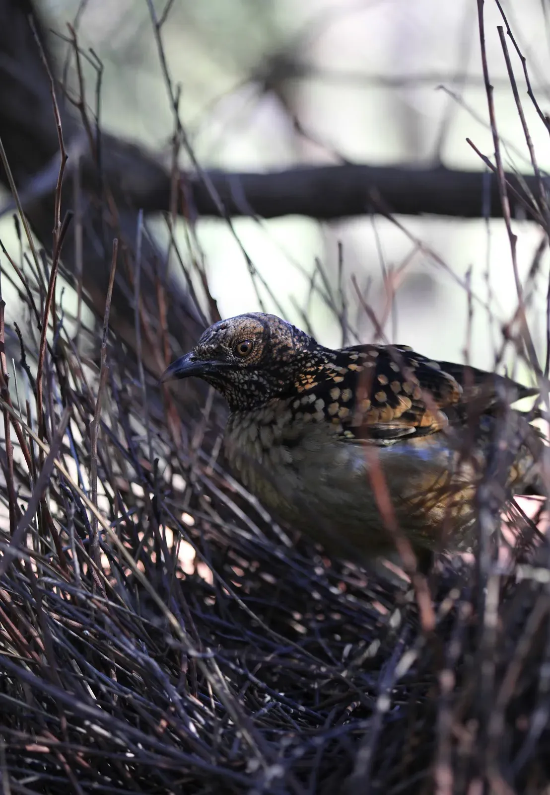 File:Chlamydera guttata 25 - Christopher Watson.jpg