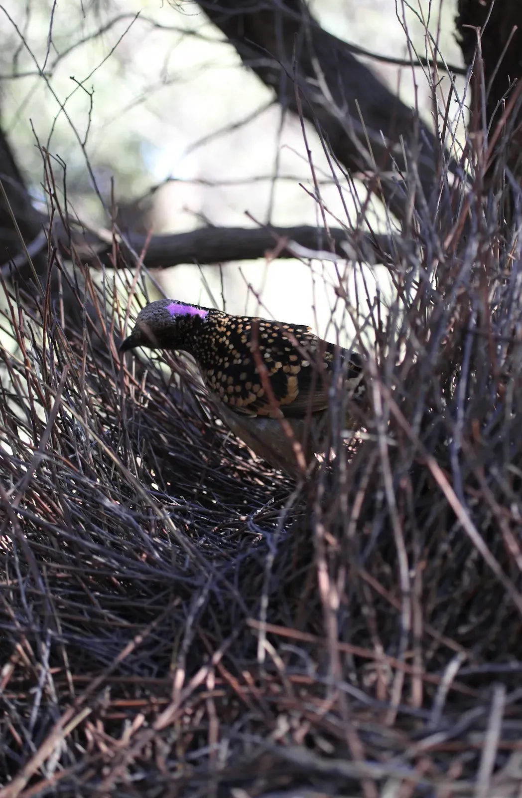 File:Chlamydera guttata 26 - Christopher Watson.jpg