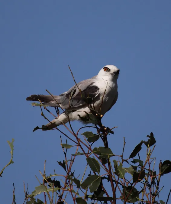 File:Elanus axillaris - Christopher Watson.jpg
