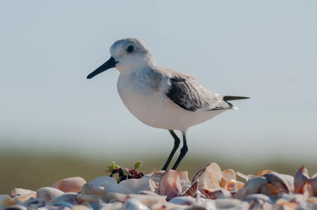 File:Calidris alba on Margarita island.jpg