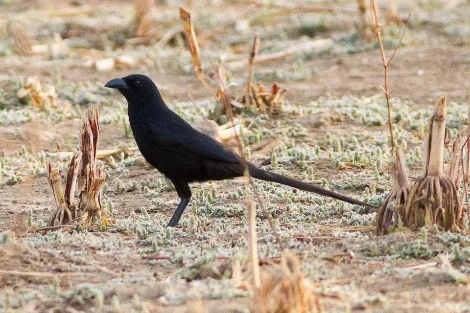 File:Ptilostomus afer Maroua.jpg